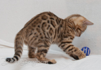 Bengal Katze rosetted